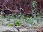 Limpkin 2.jpg