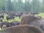 bison aug 2013 014.jpg