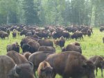bison aug 2013 016.jpg