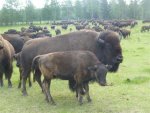 bison aug 2013 018.jpg