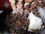 SquirrelNuts-Husqvarna4.jpg SquirrelNuts-Husqvarna4.jpg