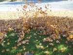 leaf blowing.jpg leaf blowing.jpg