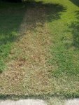 Dead grass.jpg