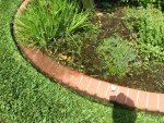 lawn 008.jpg lawn 008.jpg