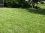 lawn 017.jpg lawn 017.jpg