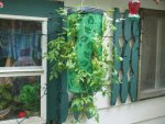 garden after the rain 002.jpg