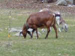 Goats.jpg
