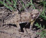 Horned Toad 4-21-04.jpg