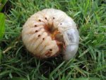 lawn-grub.jpg