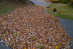 leaf job 3.PNG leaf job 3.PNG