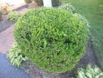 hedge trimmer 5.jpg hedge trimmer 5.jpg