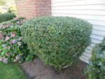 hedge trimmer 6.jpg hedge trimmer 6.jpg