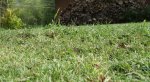 P1012804-2.jpg