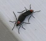 Lovebugs.jpg Lovebugs.jpg