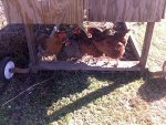 Chicken Tractor Rear View.jpg