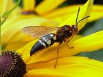 cicada killer wasp.jpeg