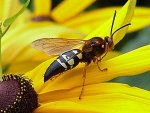 cicada killer wasp.jpeg cicada killer wasp.jpeg