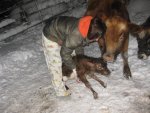 calf 1.JPG calf 1.JPG