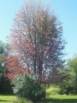 tree.jpg