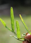 Mosaic Virus.jpg Mosaic Virus.jpg