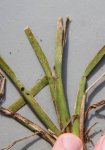 grass virus close-up.jpg grass virus close-up.jpg