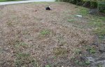grass virus lawn.jpg grass virus lawn.jpg