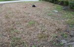 grass virus lawn.jpg