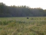 black bear and cubs 003.jpg