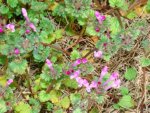 henbit.jpg henbit.jpg