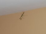 mantis.jpg