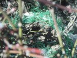 DSCN5616.jpg