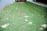 killer wasp holes.jpg killer wasp holes.jpg