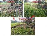 leaf removal.jpg leaf removal.jpg