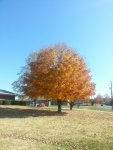Maple-111012.jpg