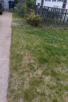 neighboors yard Real.jpg neighboors yard Real.jpg