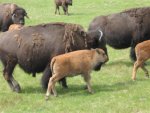 june 2011 buffalo field trip with the girls 058.jpg