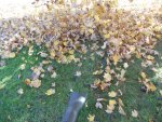 leaf cleanup.jpg