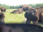 bulls eye 003.jpg