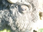 bulls eye 012.jpg