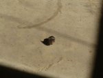 mousy 011.jpg