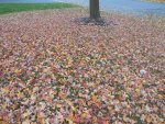 DSCN1915.jpg DSCN1915.jpg