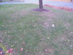 DSCN1917.jpg DSCN1917.jpg
