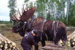 draft moose.jpg