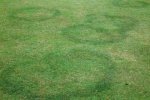 fairy rings.jpg