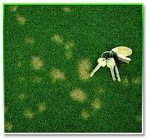 dollar spots.jpg
