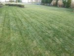 lawn 2.jpg