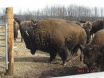 buffalo calv 011 015.jpg