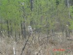 barred owl 007.jpg