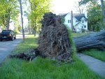 Wilson Property Village Tree 002 (Small).jpg