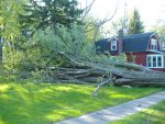 Wilson Property Village Tree 006 (Small).jpg